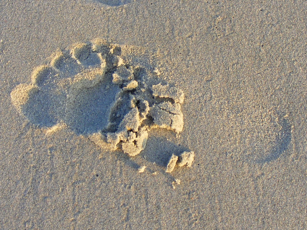Footprint in the sand Garden City Beach, SC Flickr