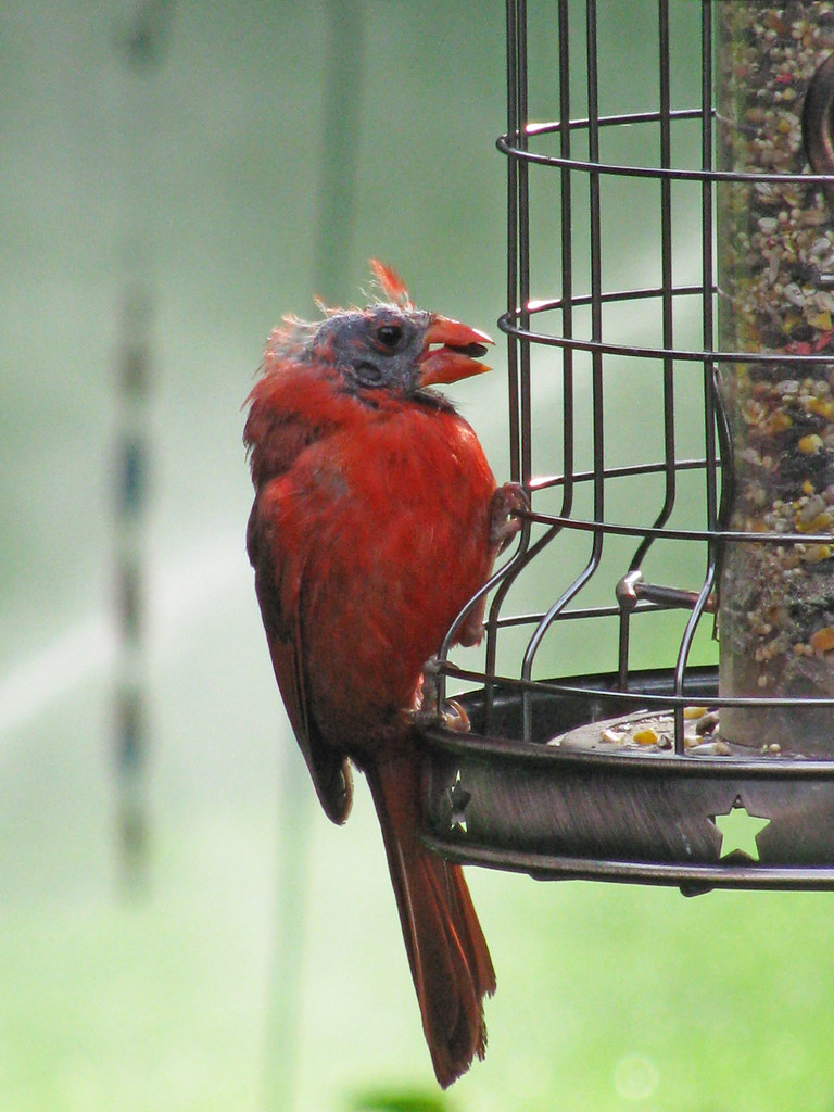 Cardinal This shot was taken from my sisters back porch. I… Flickr