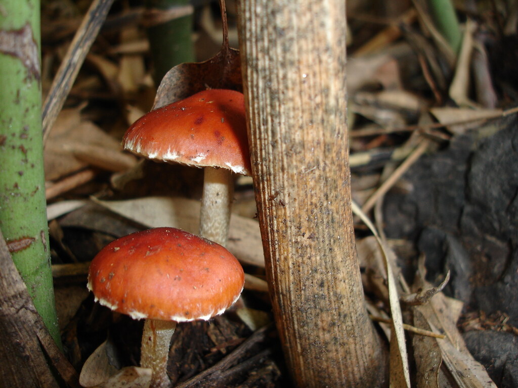puebla Hongos en otra área del mismo parque. jubati Flickr