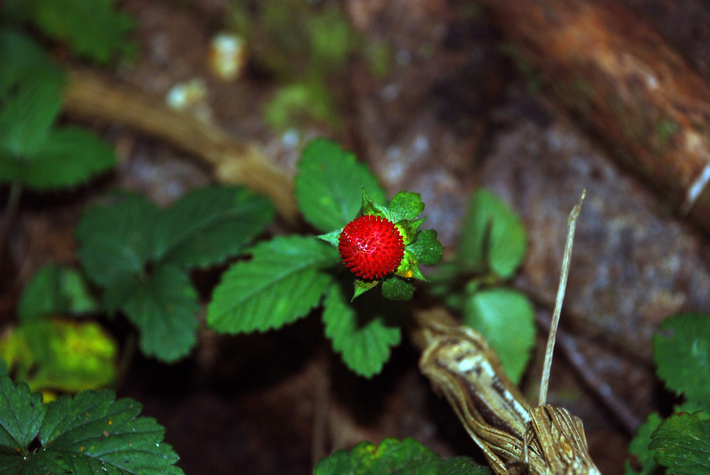 Sentier botanique de la forêt de Notre Dame de la Paix Flickr