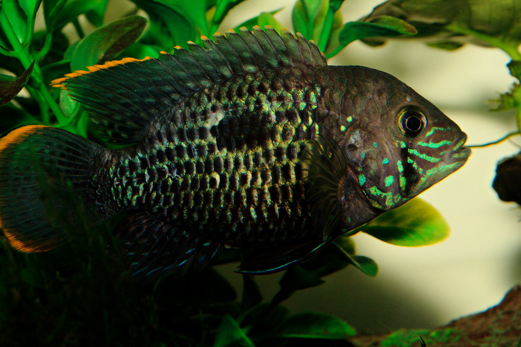Cichlidforum Green Terror A Rivulatus Gold Edge