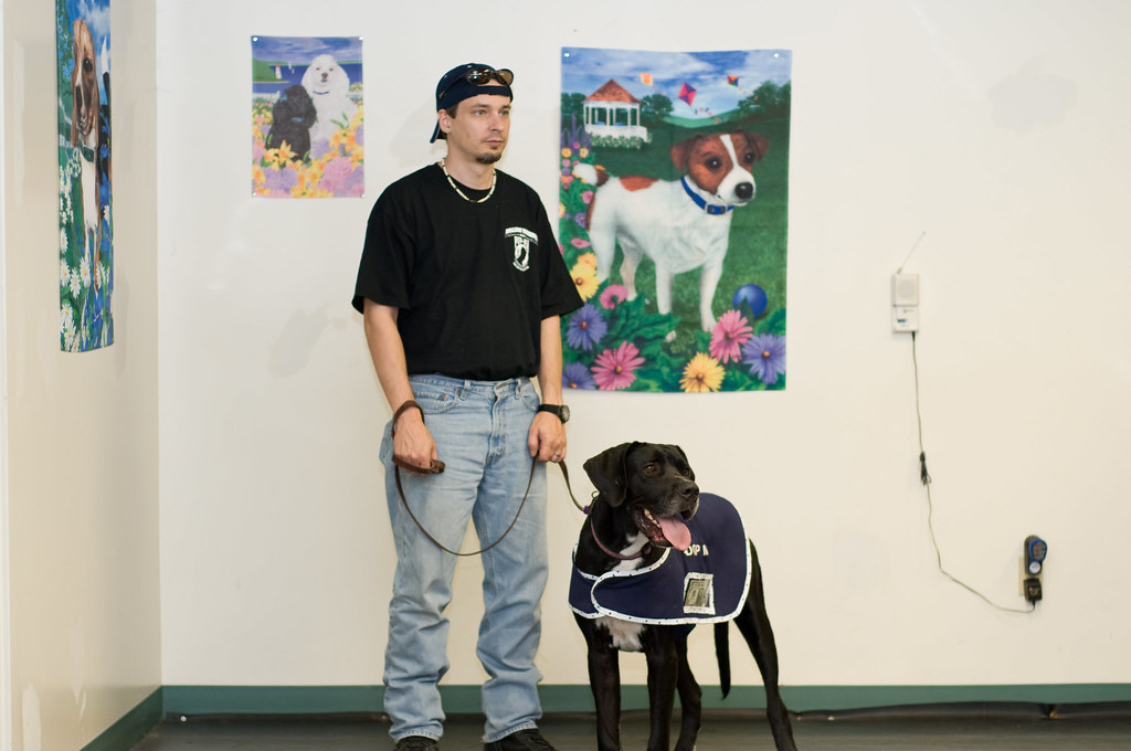 Millie and Dave Above & Beyond Great Dane Rescue Flickr