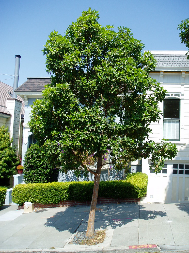 Brisbane Box Established Brisbane Box tree (Tristania conf… Flickr