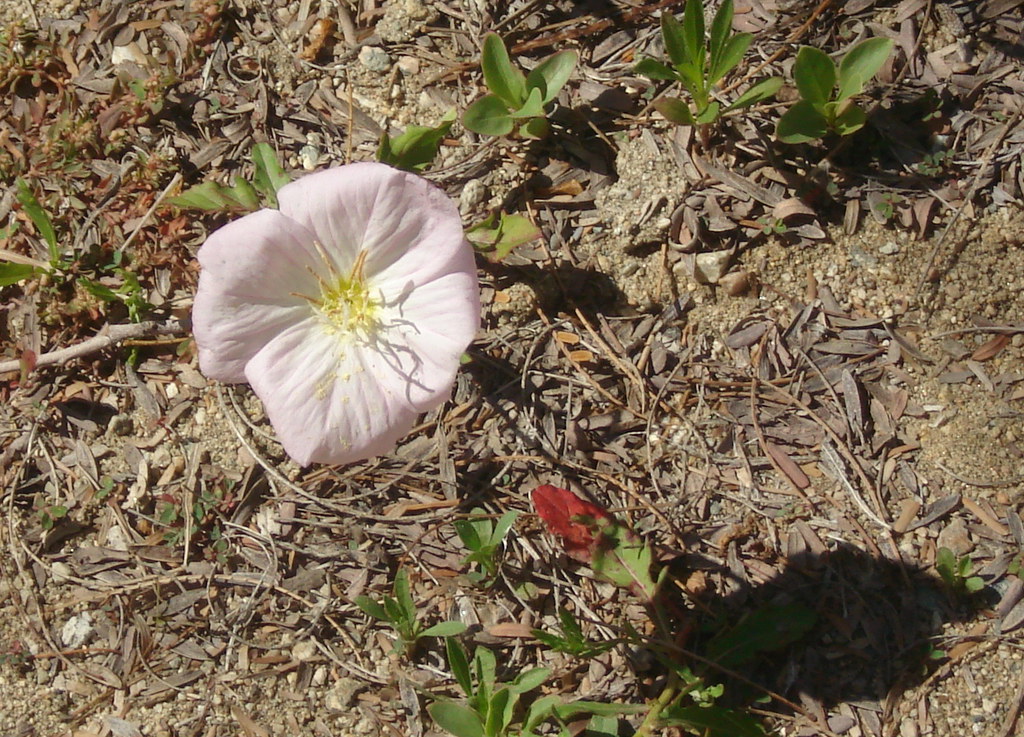 Desert Flower The Living Desert, Palm Springs karmss Flickr