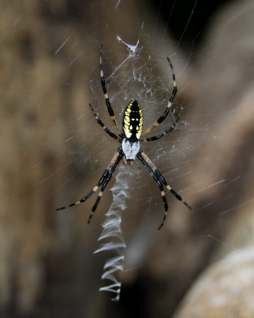 Spider on Cranberry River Geoff Gallice Flickr
