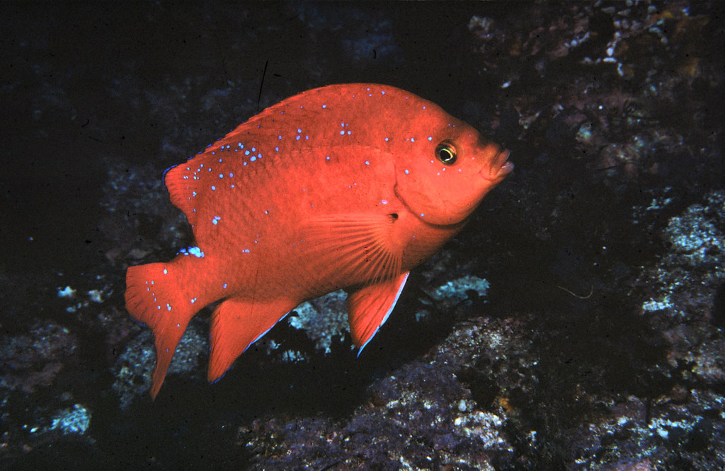 The Garibaldi or Garibaldi damselfish found in the Channel… Flickr