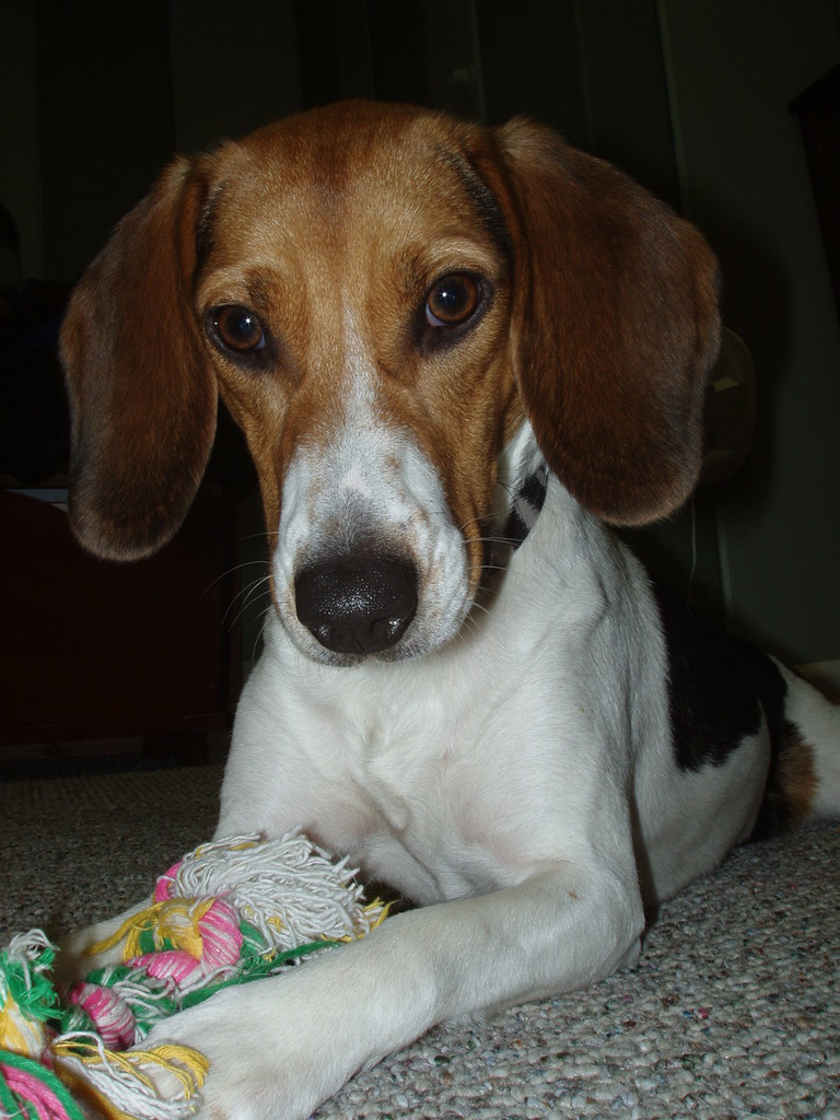 Old English Sheepdog Weight+Growth Chart 2023 How Heavy Will My Old English Sheepdog Weigh