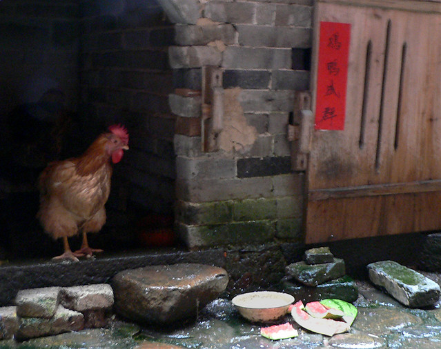 Chicken in the Rain It suddenly started to pour rain. the … Flickr
