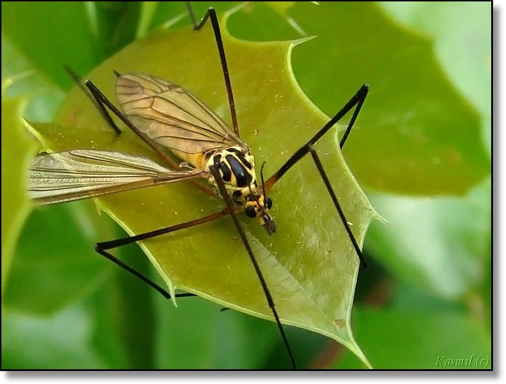 winged tiger... 'Tiger' crane fly (Nephrotoma flavescens),… Flickr