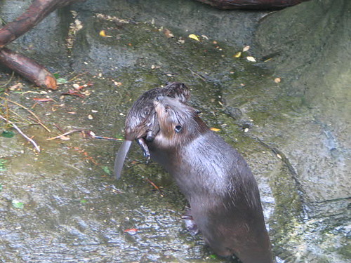 Beaver carrying baby angelgirliey Flickr