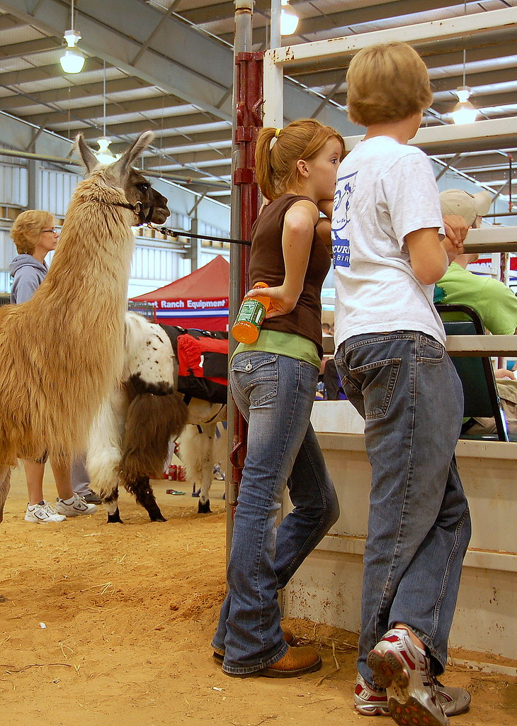 tulsa county fair llamas Elli Flickr