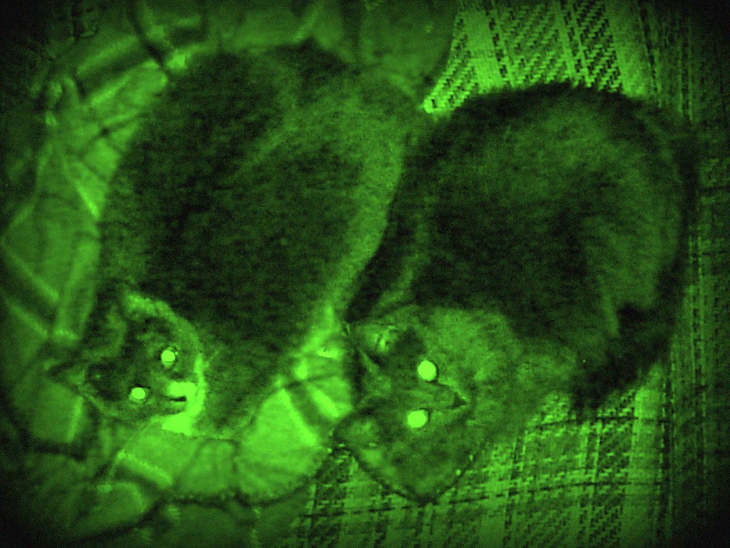Night Vision Cats Flickr