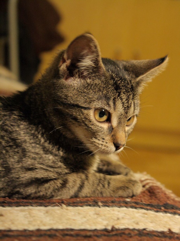 Thinking cat Still just getting used to new camera, and st… Flickr