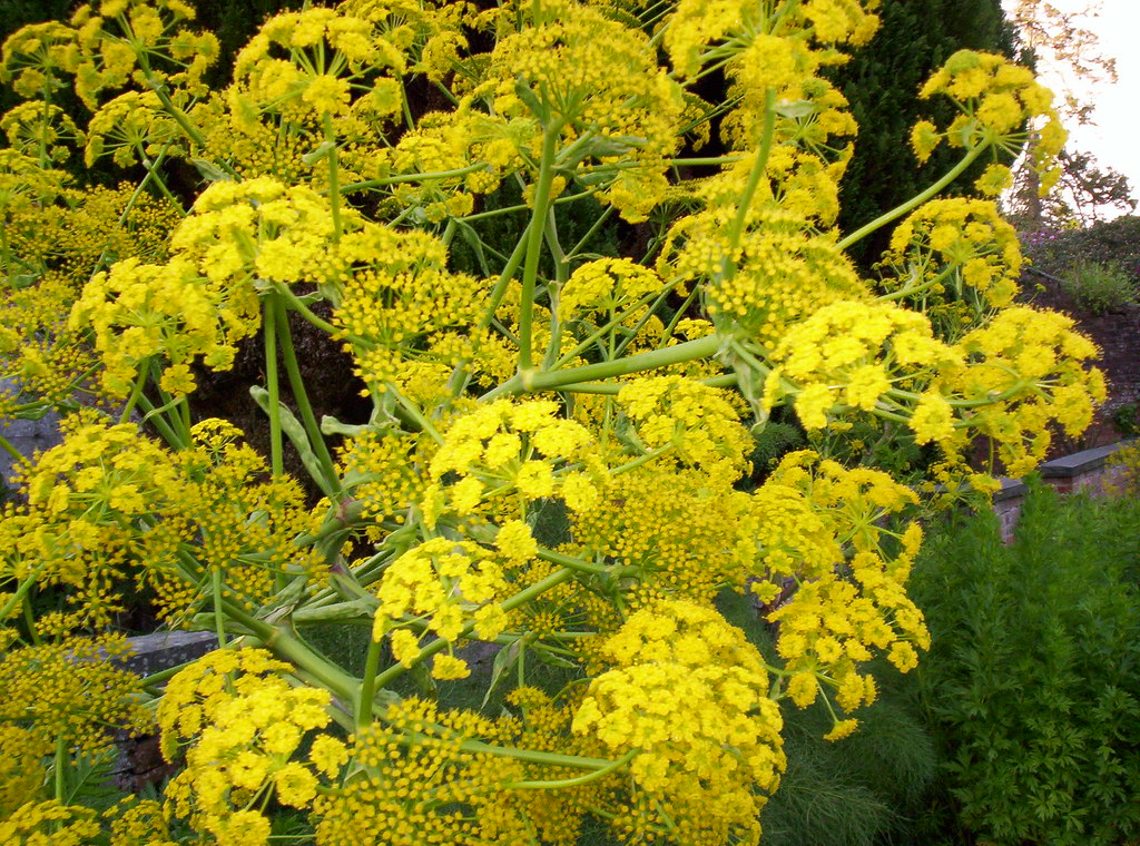 011 Giant Fennel Copyright Rhoshill Herbs and Garden Plant