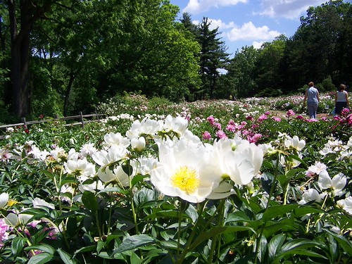 peony festival 2023 ann arbor Peony Garden at the Nichols Arboretum (University of Michi… Flickr