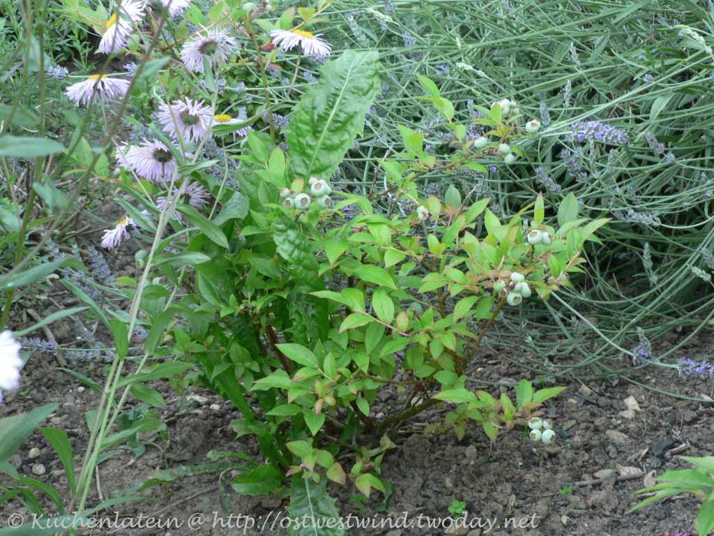 ©Blaubeeren No blueberry season in northern Germany German… Flickr