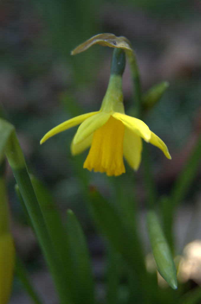 Daffodil Gunton Woods, Lowestoft Tim Parkinson Flickr