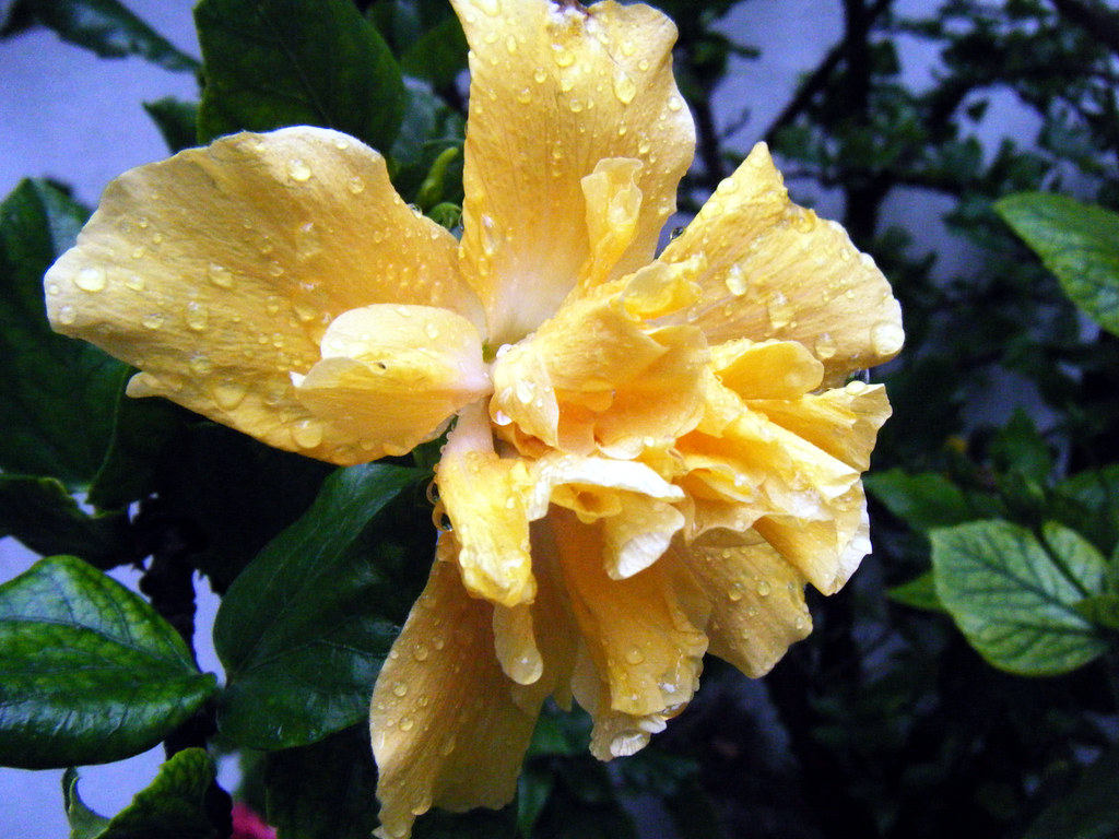 Yollow Flower After Rain2 it was taken with natural drops Flickr