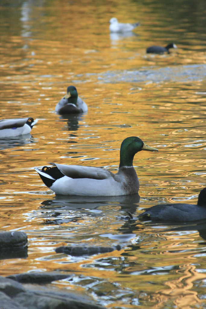 duck duck Black Friday, San Francisco CA. The.Lee . Flickr