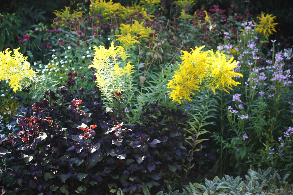 Wild Flowers The New Jersey State Botanical Garden at Skyl