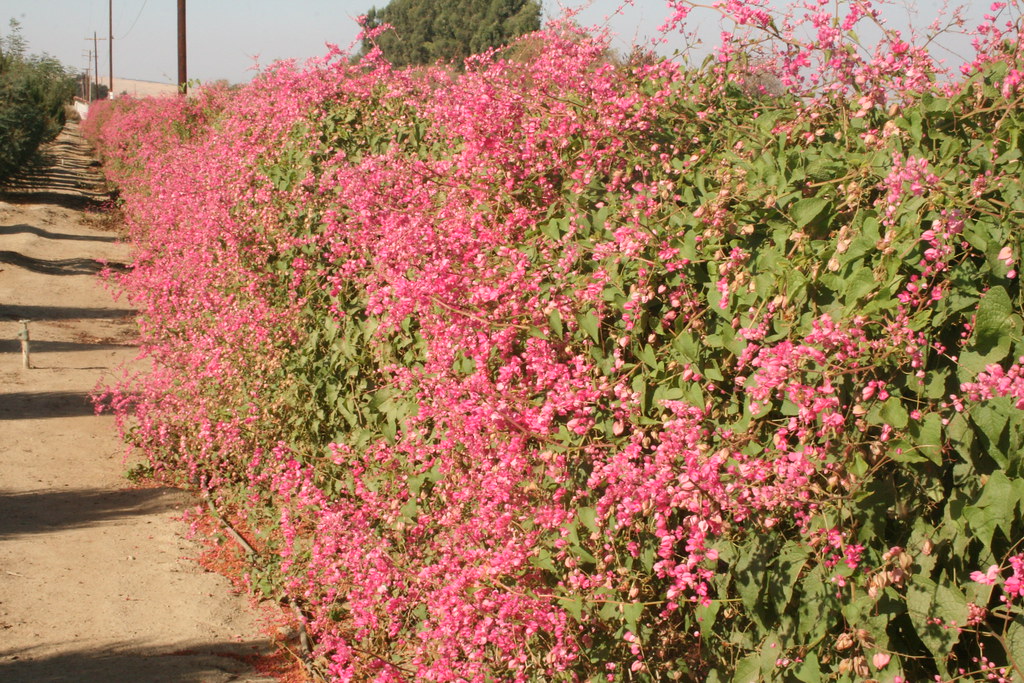 Coral Vine on Fence Antigonon leptopus Green Acres Nursery and Supply Roseville and Sac