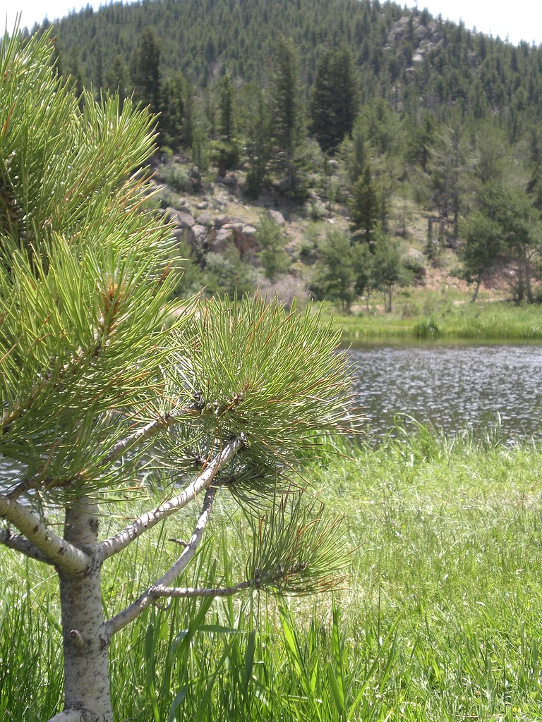Red Feather Lakes Colorado Library blog Flickr