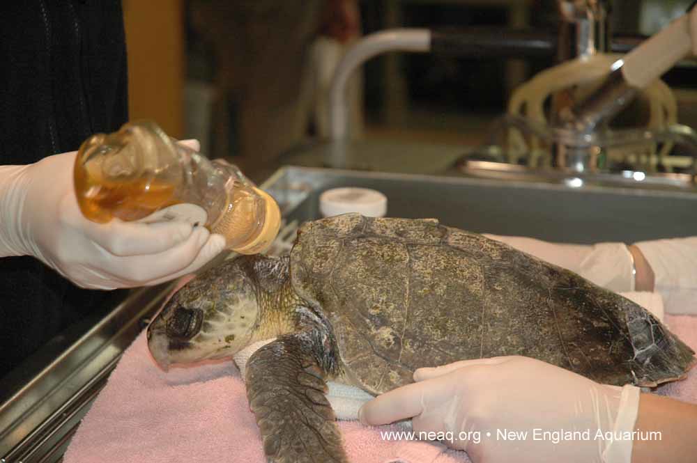 Sea Turtle Medicine New England Aquarium medical staff use… Flickr