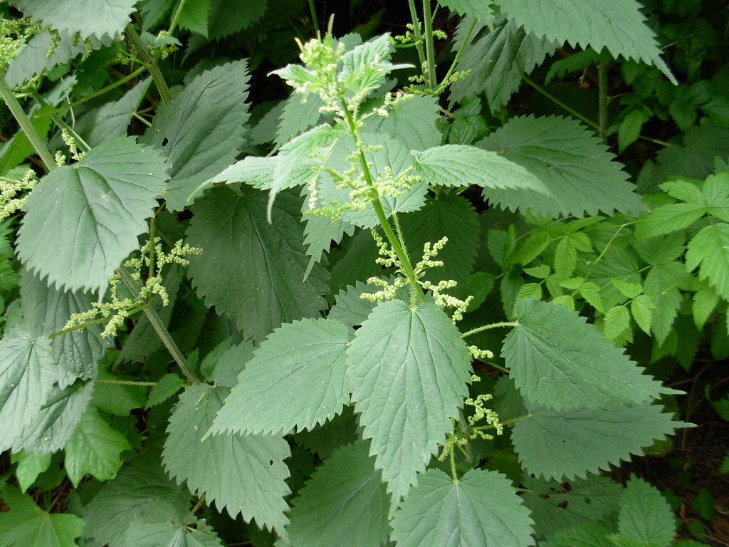 Urtica dioica Stinging Nettle Schmitz Park Leaves opposi… Flickr