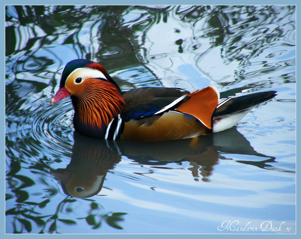 Mandarin Duck Male Mandarin Duck, North East England, UK. YoursTruly2095 Flickr