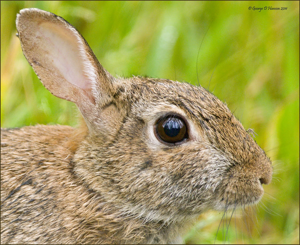 Keep an Eye out for Mosquitoes Rabbit with Mosquito Ridg… Flickr