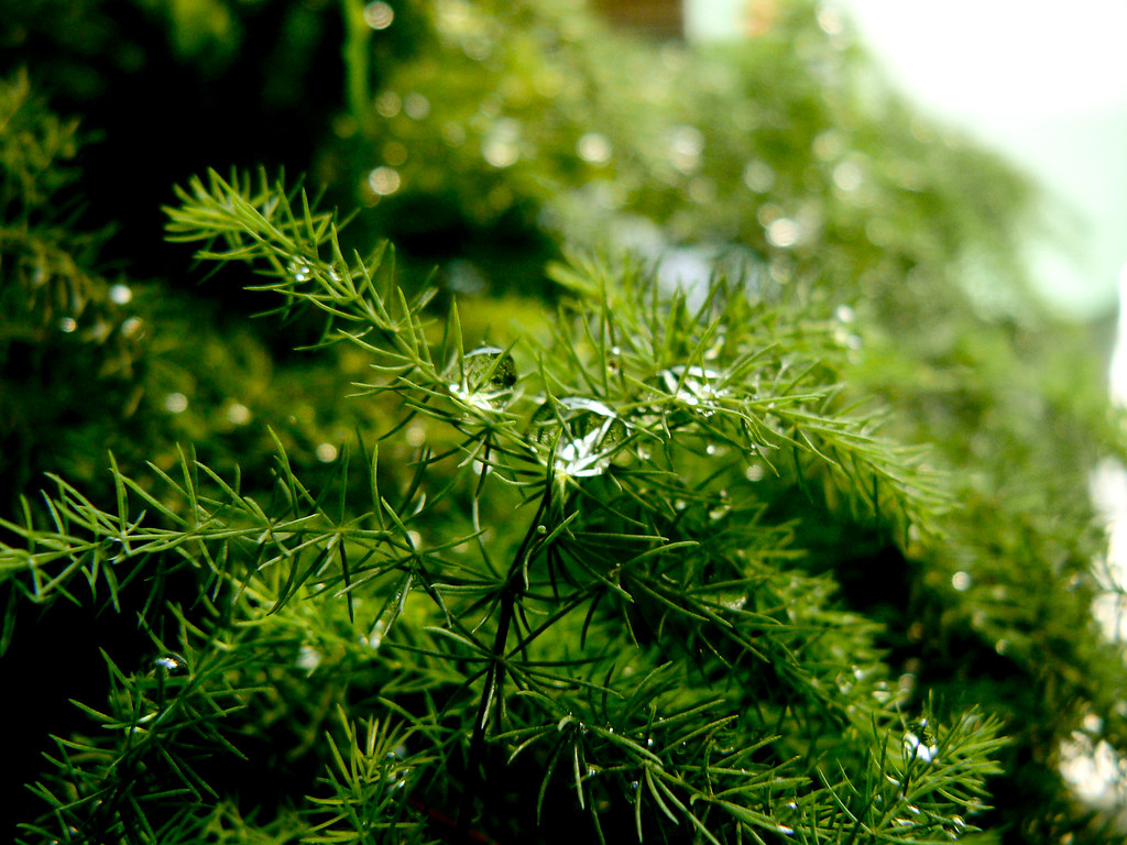 Asparagus Asparagus sprengeri Flickr