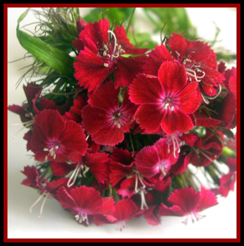 Framed red. When words escape, flowers speak. Bruce W. C… Flickr