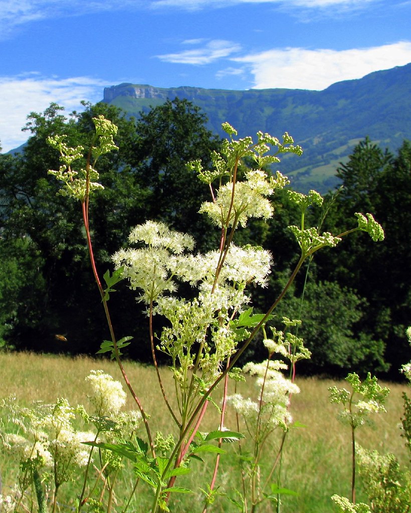 Reine des Prés (Filipendula ulmaria) Reines des Prés au bo… Flickr