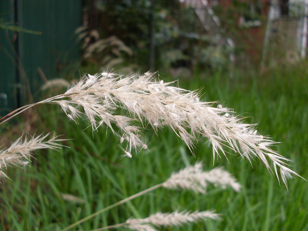 Wallaby grass Wallaby grass, a species of Rytidosperma. Co… Flickr