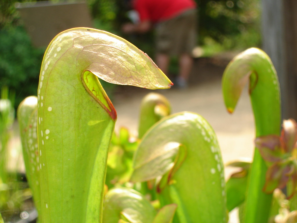 Carniverous Flute plants daveronica Flickr