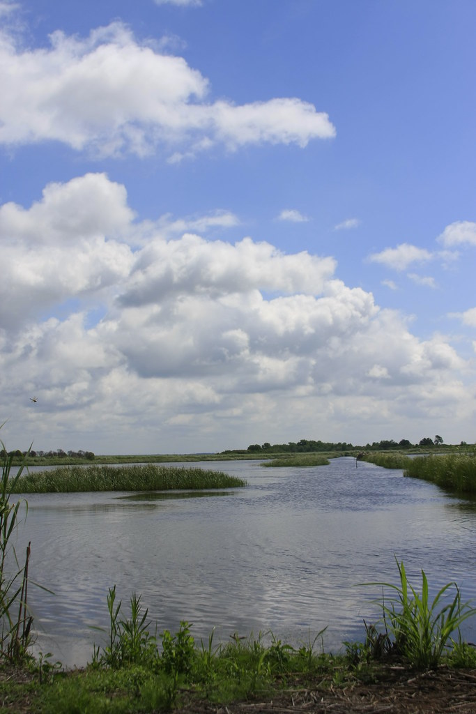 Bear Island Wildlife Management Area, South Carolina (Jun… Flickr