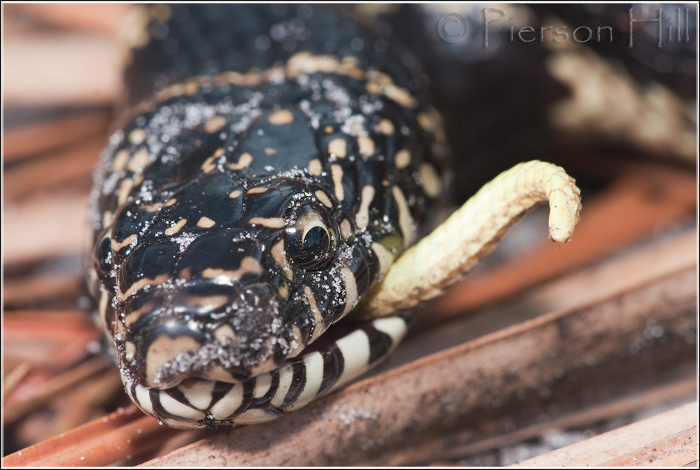 Eastern Kingsnake eating cottonmouth 10/10 An Eastern King… Flickr
