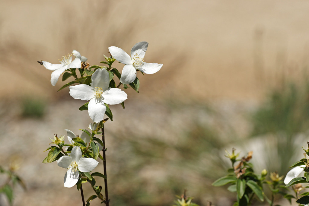 Littleleaf Mock Orange Philadelphus microphyllus 'Desert … Flickr