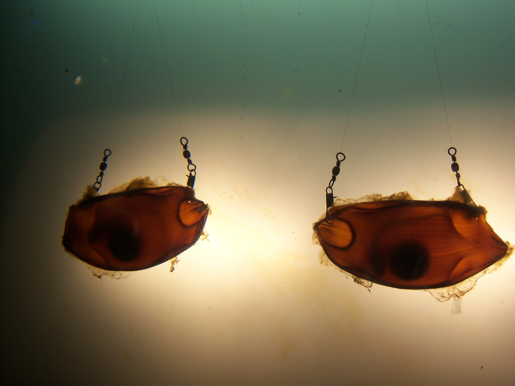 white spotted bamboo shark eggs the mermaid's purse is par… Flickr