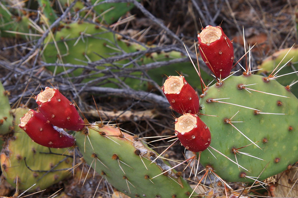 Plants, Flower and Trees 5 Cactus Colorado National Monu… Flickr