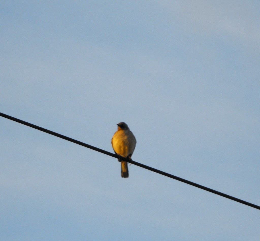 Bird Bird on a wire; CollegeRocker Flickr