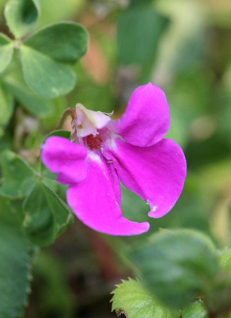 impatiens hoehnelii Annie's Annuals & Perennials Flickr