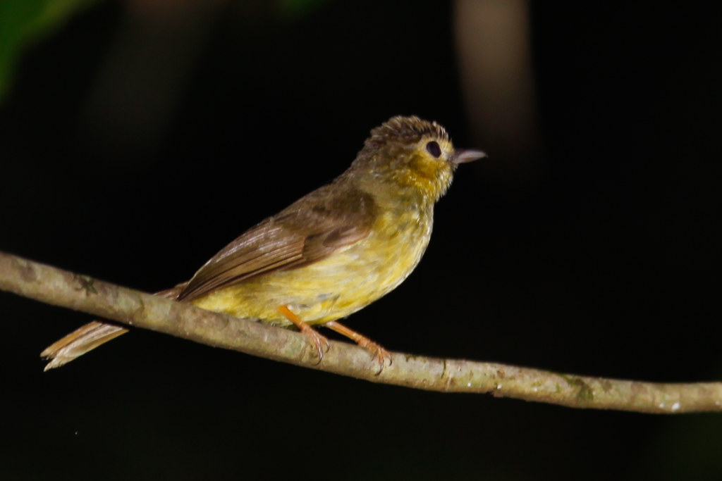 Hairybacked Bulbul, Sukau, Borneo, 20090624 (4 of 5).jp