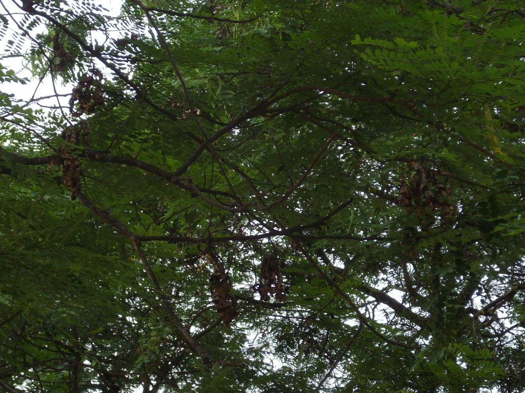 Pokok Saga Adenanthera pavonina L. , Belongs to