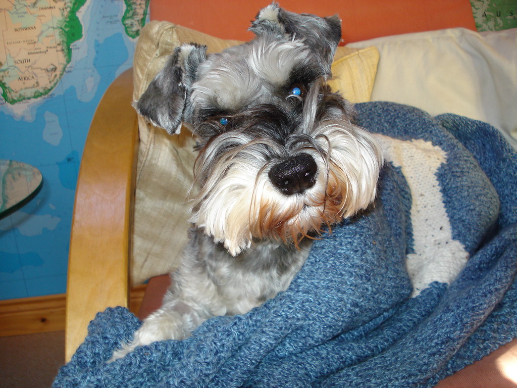 Sam's Blanket 2 sams pal Flickr