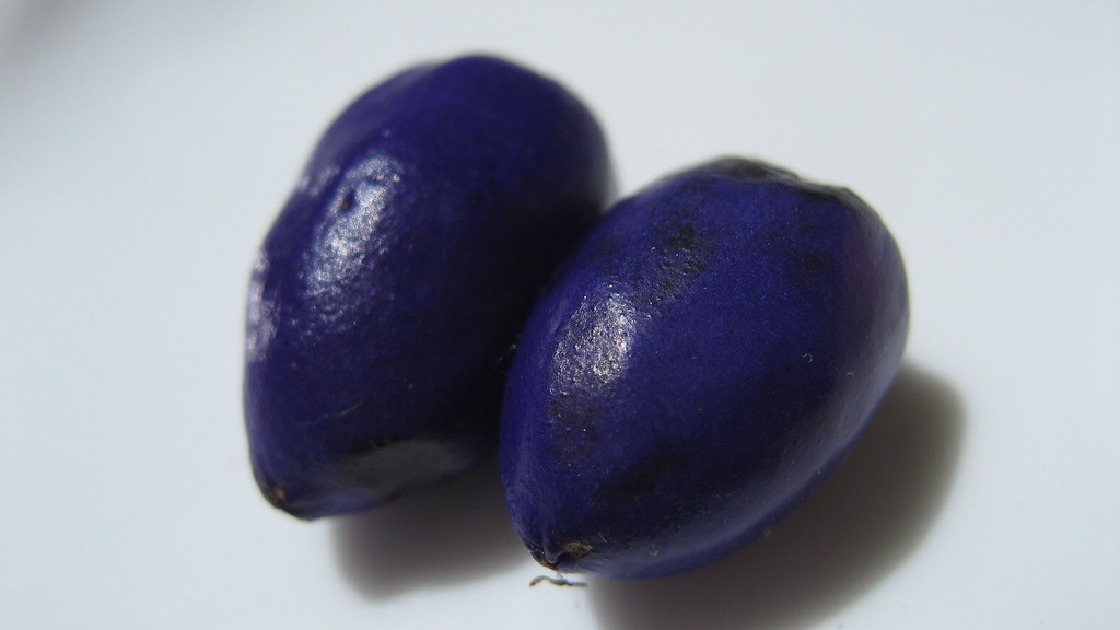 Indigo fruits I picked these off of some sort of monocot, … Flickr