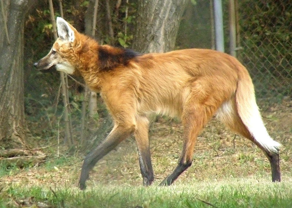 Maned Wolf A Large Fox on Stilts? (2) ©2008 Charles W. … Flickr