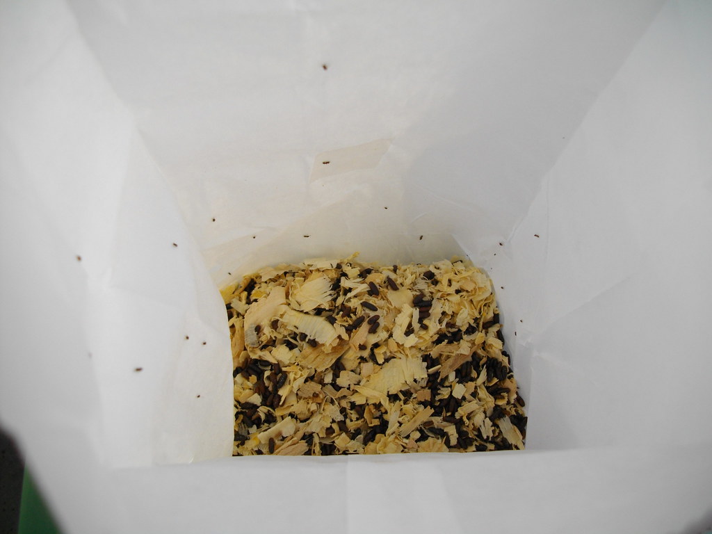Parasitic Wasps 2011 The wasps are sent in paper bags with… Flickr
