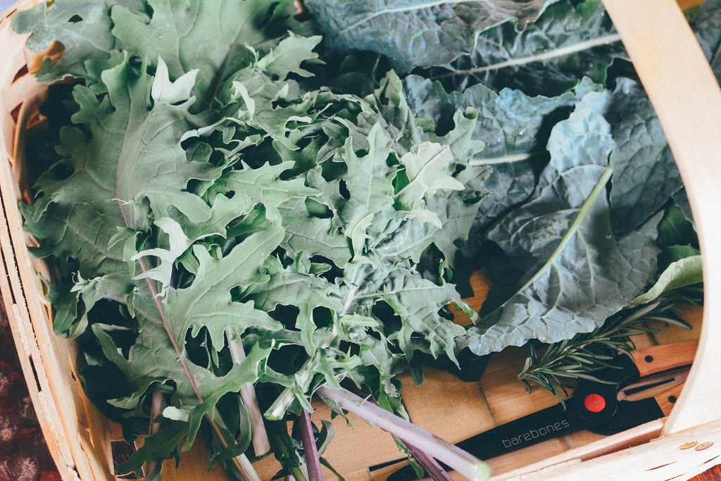 red russian + lacinato kales first kale harvest of 2015 … Flickr