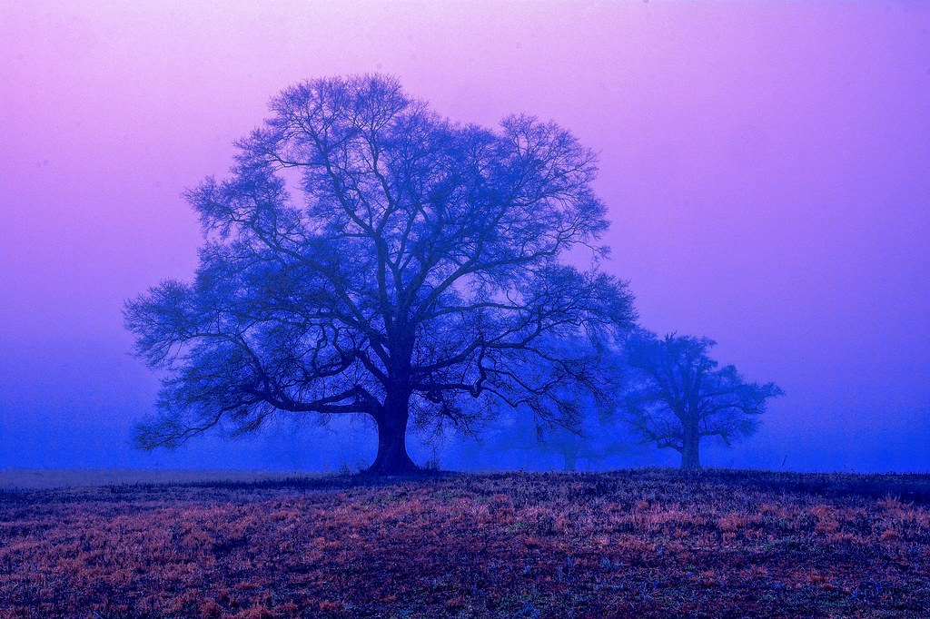 Early Morning, Omega Farms Omega Farms is an equestrian de… Flickr